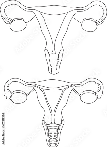 Diagram of Female Reproductive System: Uterus, Ovaries, Fallopian Tubes Anatomy Illustration, Black and White Line Art Medical Education