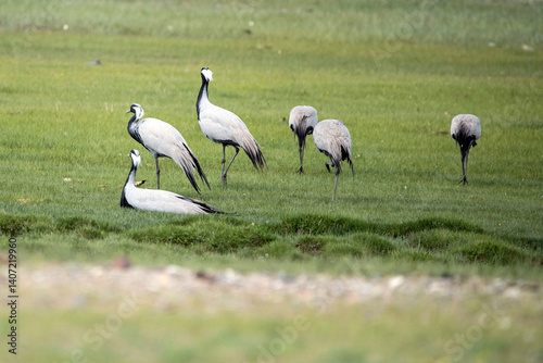 Common cranes birds ( Grus grus )