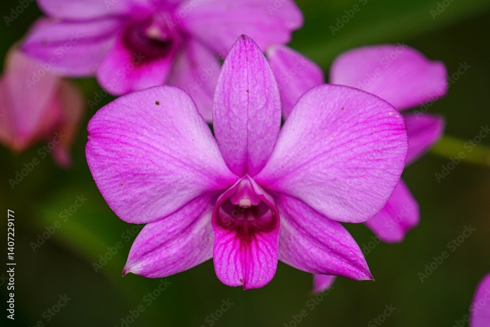 Detail of a pink orchid flower. Detail of a pink orchid flower.