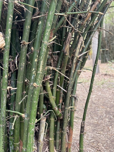 Close-up photo of bamboo stems showcasing natural texture, green color, and vertical lines. Perfect for nature themes, eco-friendly concepts, backgrounds, or botanical design elements.
