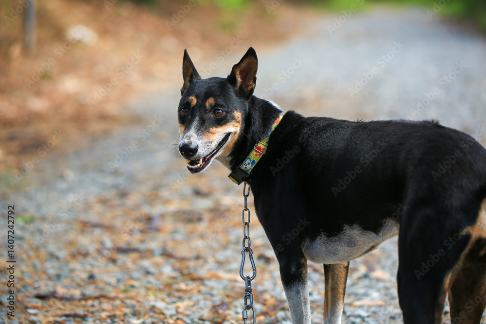 Native dog is walking on countryside road in Thailand. Native dog is walking on countryside road in Thailand.