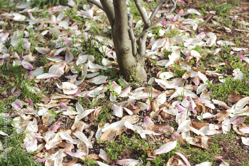 Naklejka premium Fallen magnolia petals on the ground. Fallen dry magnolia petals, Magnolia petals carpet, scattered across the ground. Faded flowers. Nature life circle