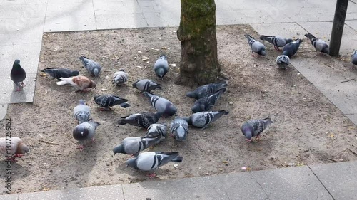 Pigeon plague in the city center; large groups of city pigeons are searching for food in the city center