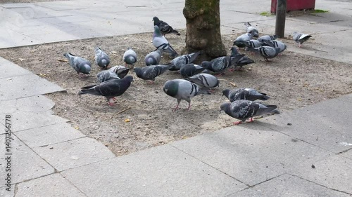 Pigeon plague in the city center; large groups of city pigeons are searching for food in the city center