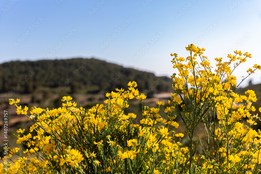 Arbuste sauvage en fleurs jaune soleil en premier plan et colline verte en arrière plan, genêts en floraison Arbuste sauvage en fleurs jaune soleil en premier plan et colline verte en arrière plan, genêts en floraison