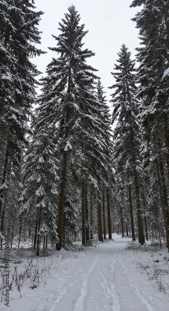 Obraz premium Snowy Path Through a Winter Forest