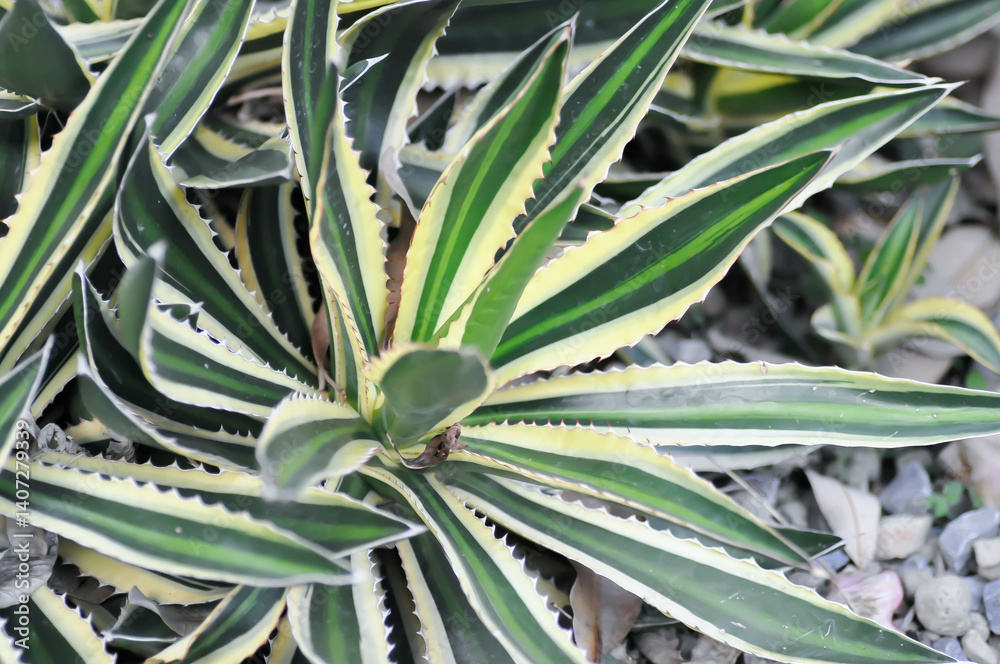 Obraz premium McKelveys century plant or Agave mckelveyana , Agave or Agavoideae or Asparagaceae or succulent