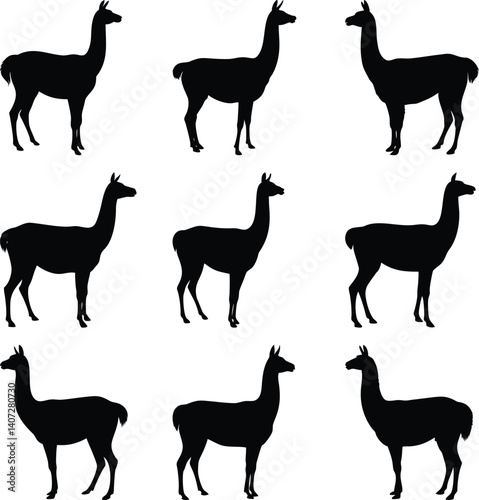 Llama Silhouettes Set on White Background, South American Mammal, Animal