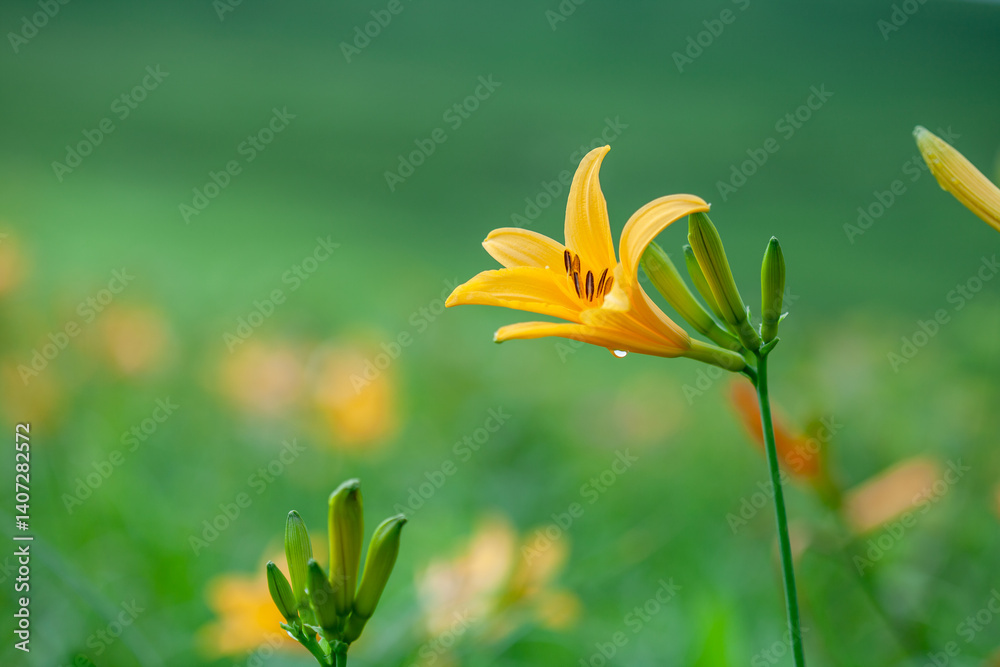 Obraz premium 霧ヶ峰高原のニッコウキスゲの群落1