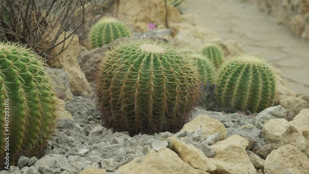 Golden barrel cactus growing among rocks in a dry, desert-themed garden path Golden barrel cactus growing among rocks in a dry, desert-themed garden path