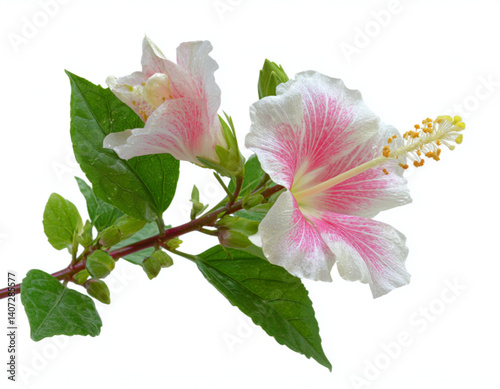 Bright hibicus summer tropical botany botanical flower islolated on white background photo