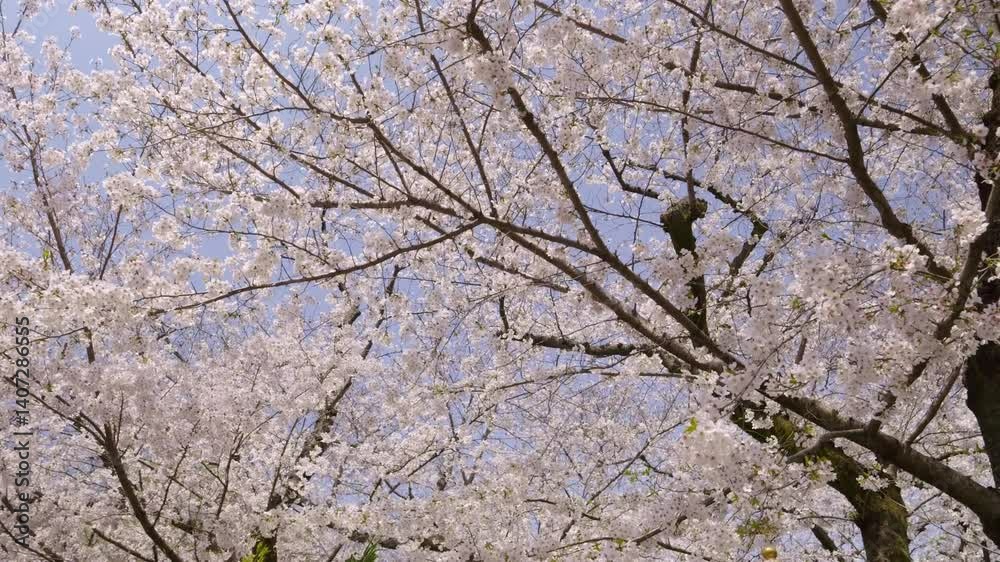 Stunning dolly looking up at full bloom Sakura cherry blossom trees Stunning dolly looking up at full bloom Sakura cherry blossom trees