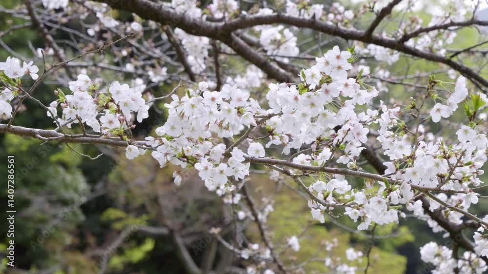 Stunning Japanese Yoshino cherry blossom tree, close up slider Stunning Japanese Yoshino cherry blossom tree, close up slider
