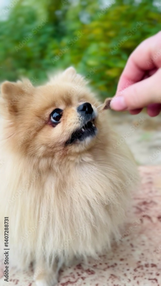 Pomeranian Spitz is a breed of dog
Pomeranian Spitz is a breed of dog