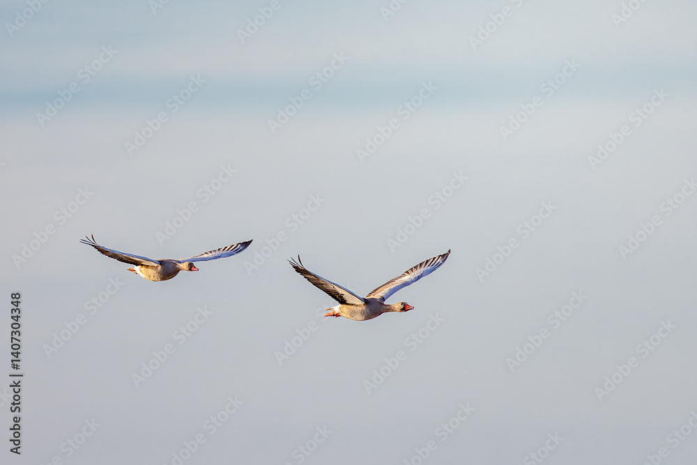 geese in flight