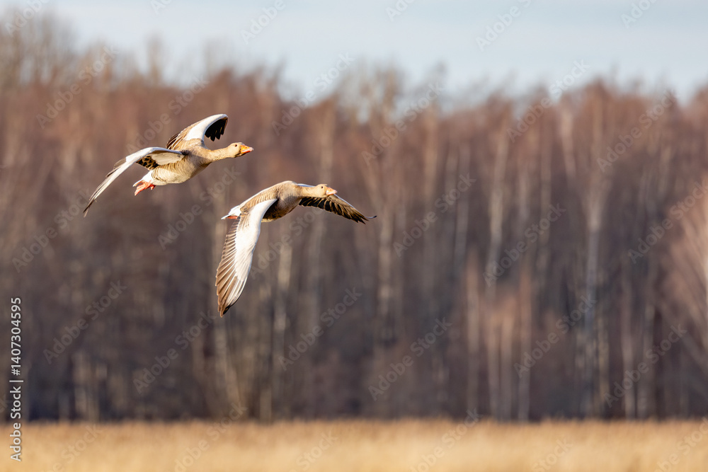 greylag geese flying