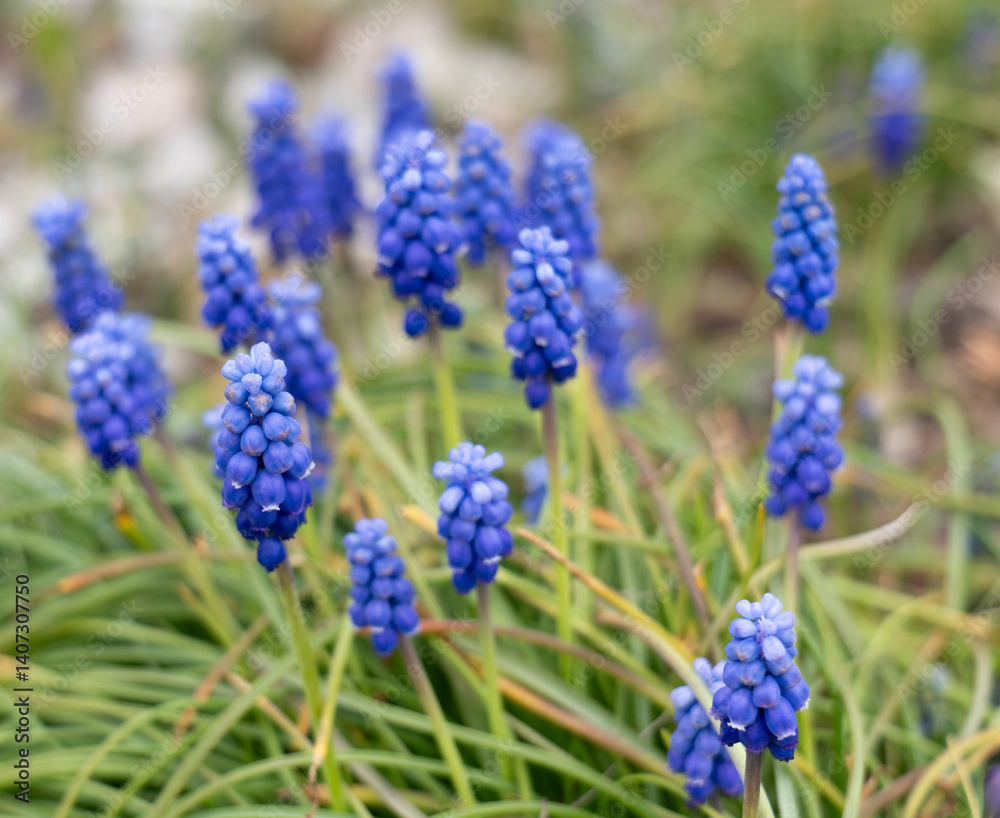Close-up of vibrant blue grape hyacinths blooming in a garden during springtime, surrounded by green leaves and natural background. Close-up of vibrant blue grape hyacinths blooming in a garden during springtime, surrounded by green leaves and natural background.