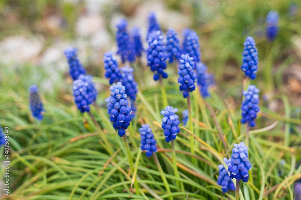 Close-up of vibrant blue grape hyacinths blooming in a garden during springtime, surrounded by green leaves and natural background. Close-up of vibrant blue grape hyacinths blooming in a garden during springtime, surrounded by green leaves and natural background.