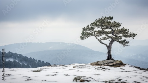 Obraz na płótnie tree pine trees isolated w salonie