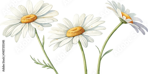Three White Daisies