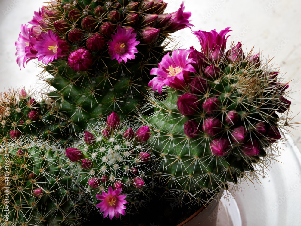 Mammillaria, a flowering cactus at springtime