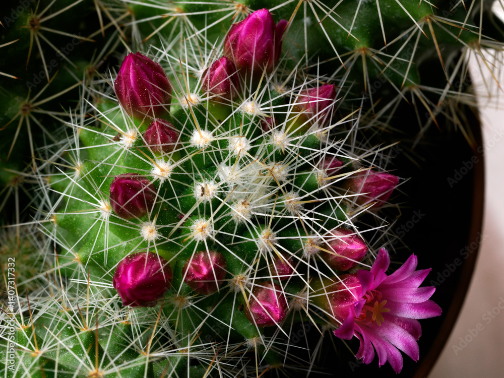 Mammillaria, a flowering cactus at springtime
