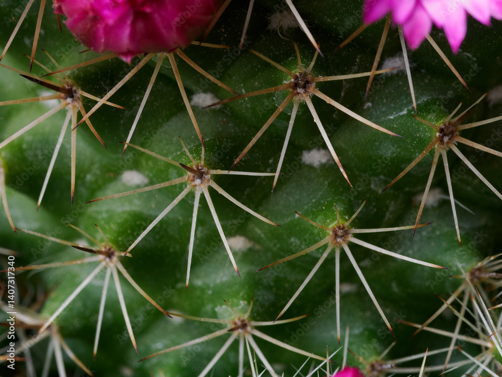 Mammillaria, a flowering cactus at springtime