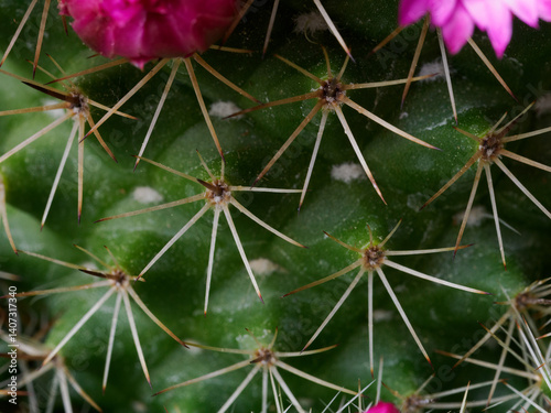 Obraz na płótnie Mammillaria, a flowering cactus at springtime w salonie