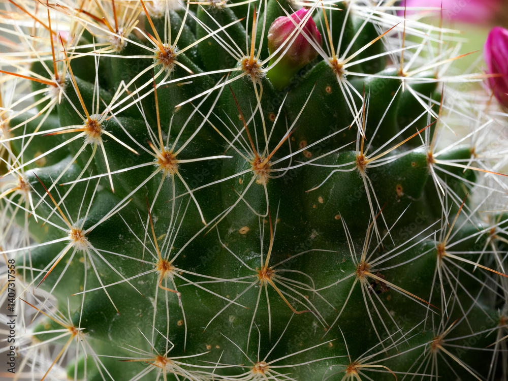 Mammillaria, a flowering cactus at springtime