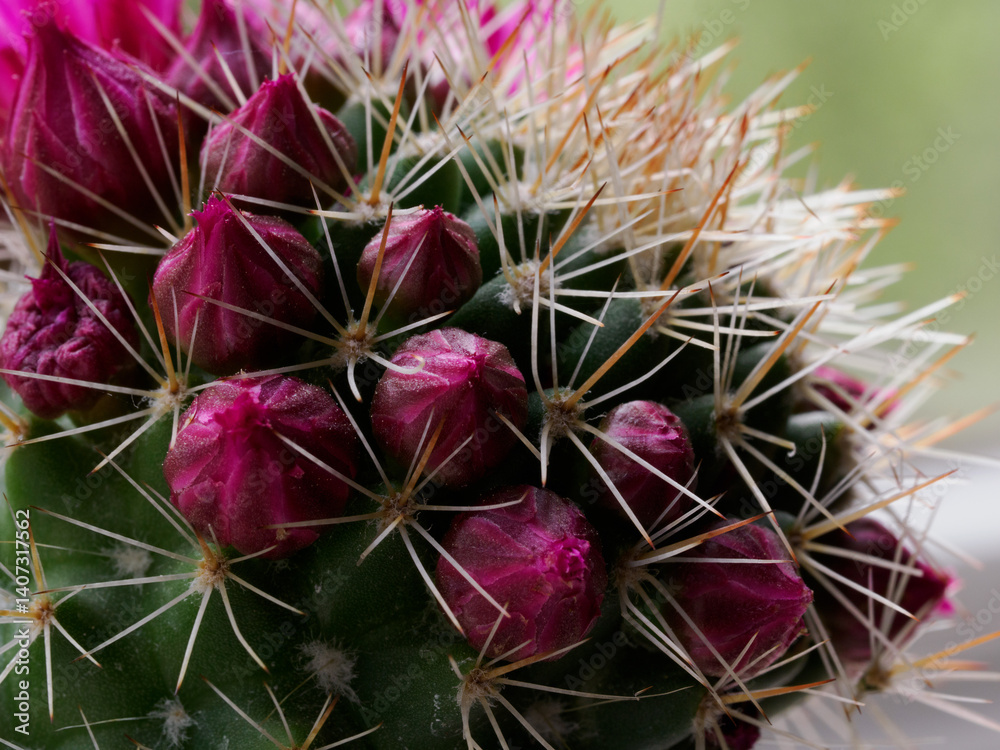 Mammillaria, a flowering cactus at springtime