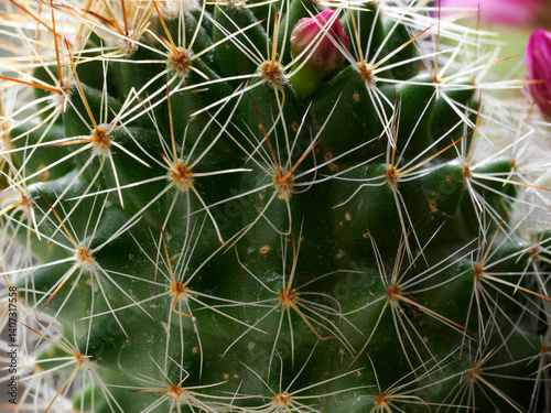 Obraz na płótnie Mammillaria, a flowering cactus at springtime w salonie