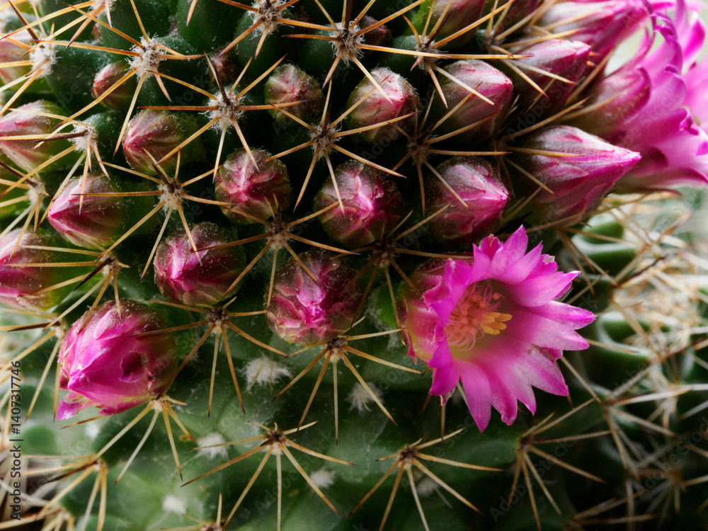 Mammillaria, a flowering cactus at springtime
