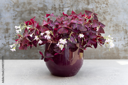 Oxalis Triangularis purple shamrock plant in glossy purple planter