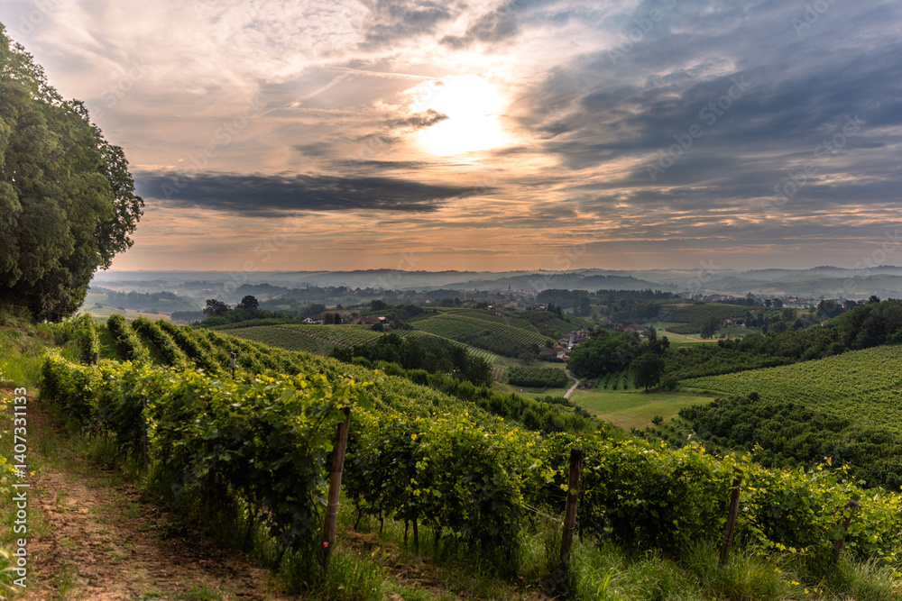 Naklejka premium Sunrise over vineyards near Cisterna D'asti, Piedmont
