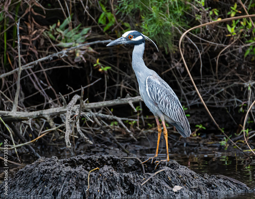Foto Yellow crowned night heron