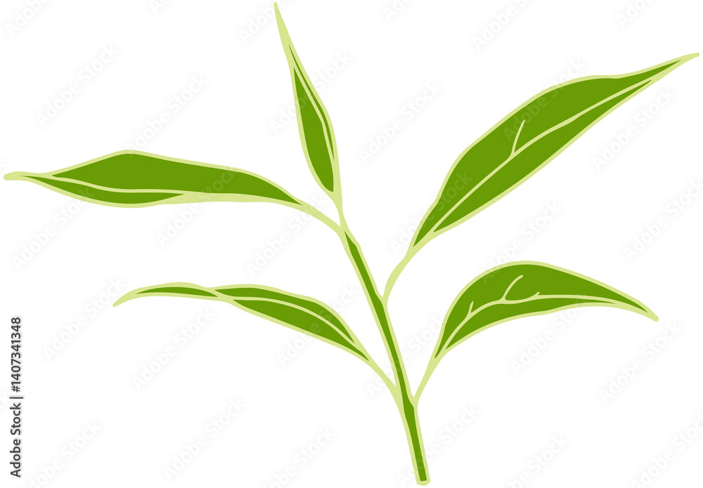 Fototapeta premium Matcha tea leaves illustration 