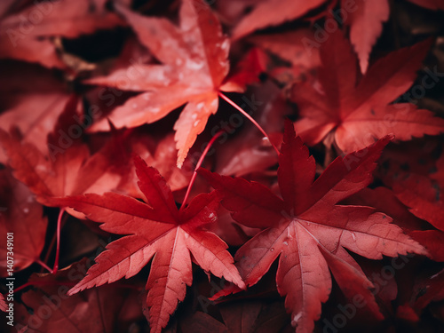 Wallpaper Mural Red maple leaves changing from scarlet to maroon, capturing the essence of autumn Torontodigital.ca