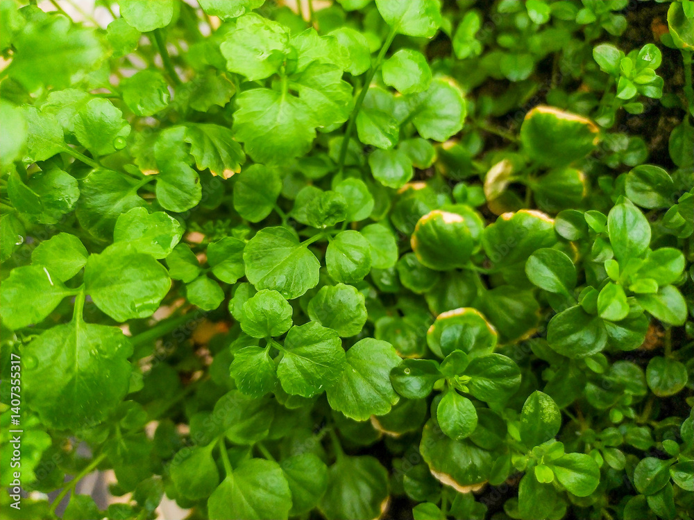 Vibrant closeup of lush green foliage. Perfect for nature, health, or spring themes. Ideal for websites, blogs, or print media needing a refreshing, natural backdrop. Vibrant closeup of lush green foliage. Perfect for nature, health, or spring themes. Ideal for websites, blogs, or print media needing a refreshing, natural backdrop.