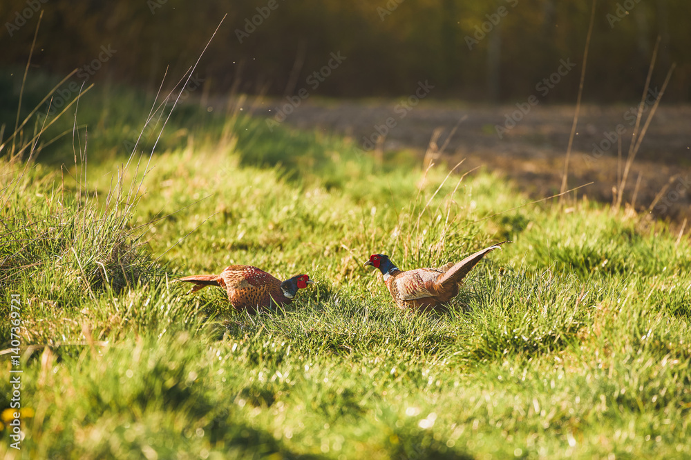 Vibrant male pheasants on green grass in open field