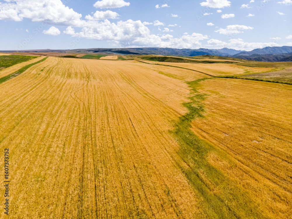 Fototapeta premium Wheat fields in the golden autumn in Tacheng, Xinjiang, China