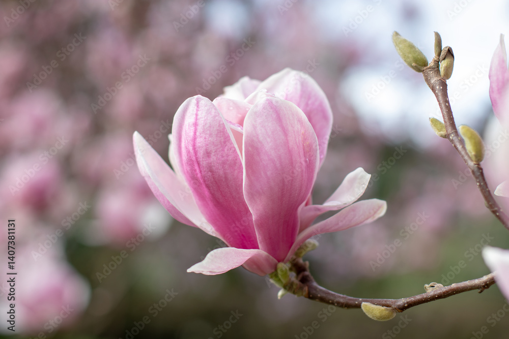 Obraz premium Cup-and-saucer shape flower of magnolia soulangeana on the blurred garden background. Tulip tree ornamental plant. Saucer magnolia flower closeup.