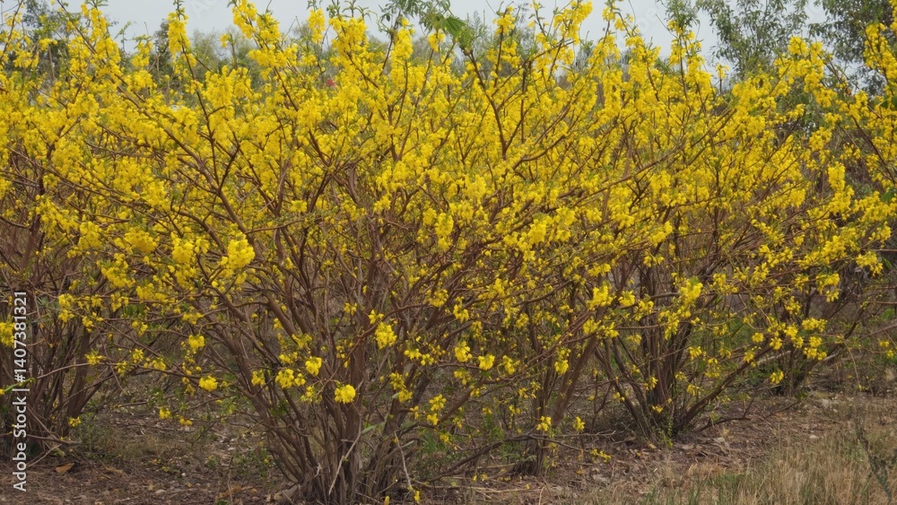 Fototapeta premium This image features a vibrant yellow flowering bush with lush foliage. The blooms are bright and full, suggesting it could be the beginning of spring.