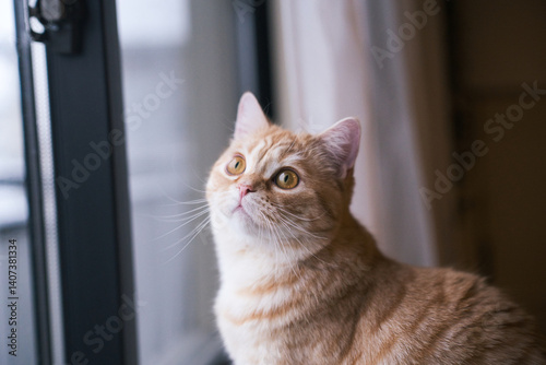 天使のような猫