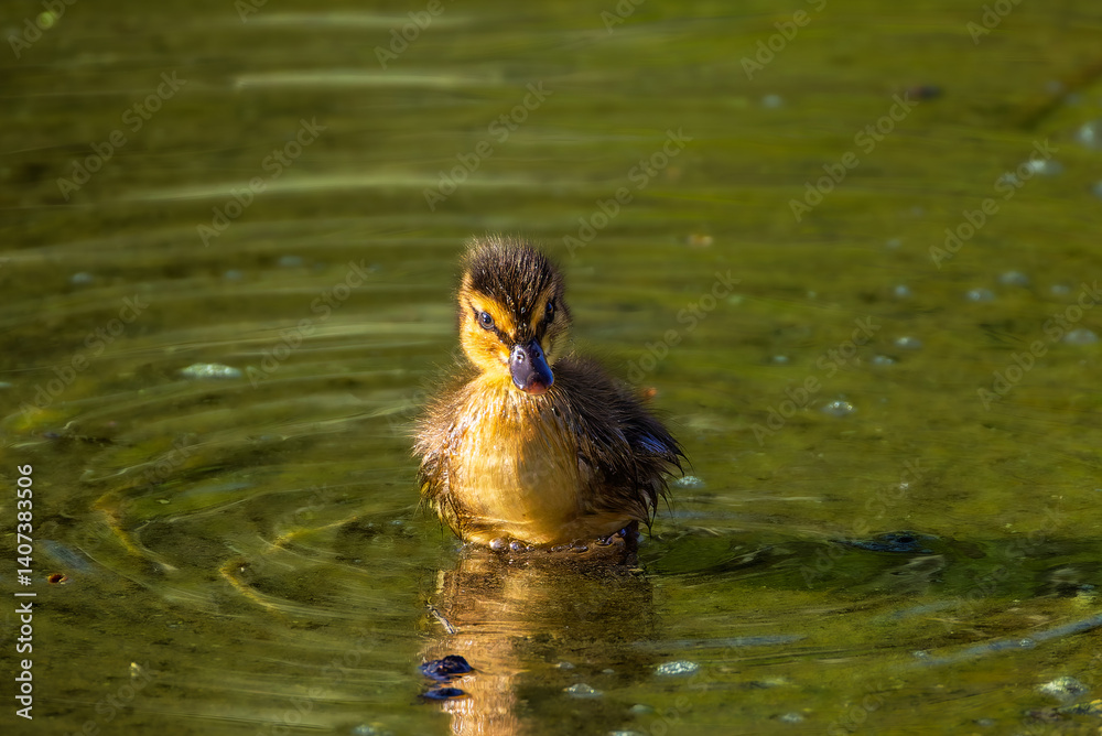 duckling in a pond in the morning light