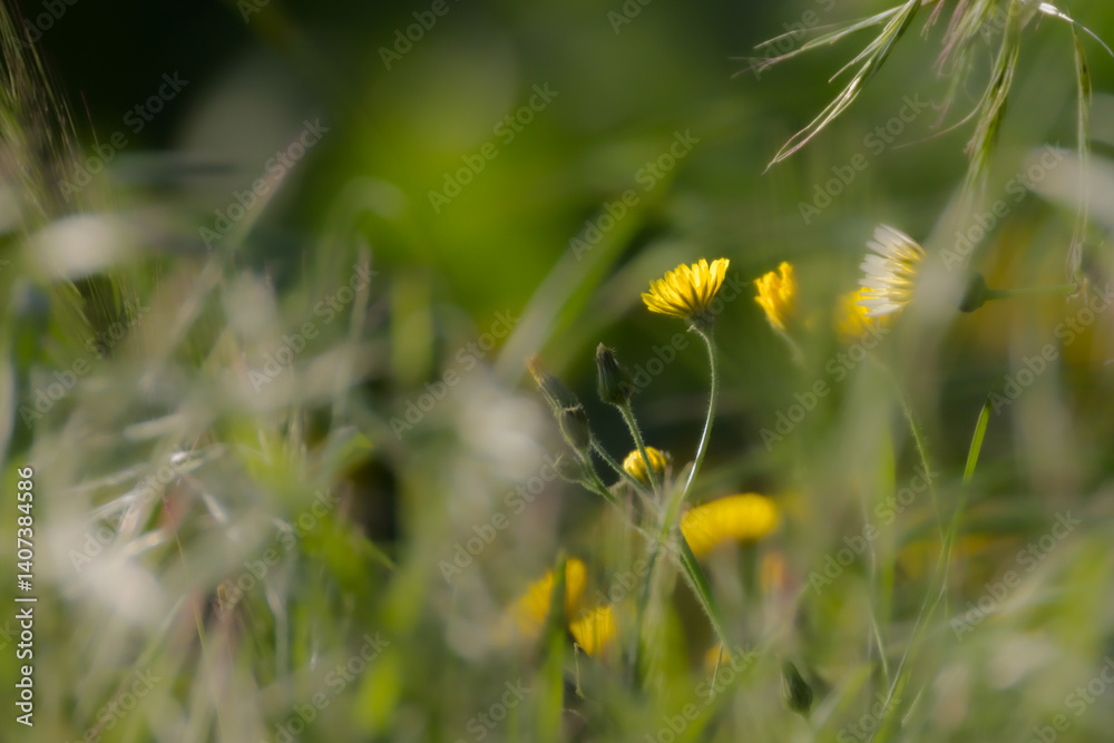 wild yellow flowers of a meadow in the morning light