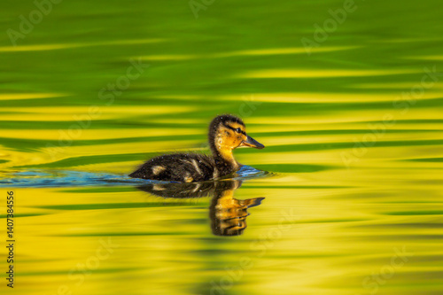 duckling in a pond in the morning light