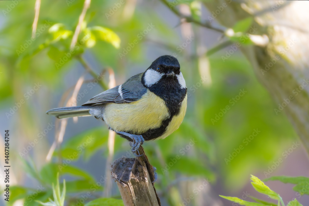 Great Tit perched on a branch in the morning light