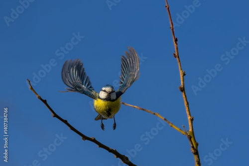 Obraz na płótnie Eurasian Blue Tit in the morning light w salonie
