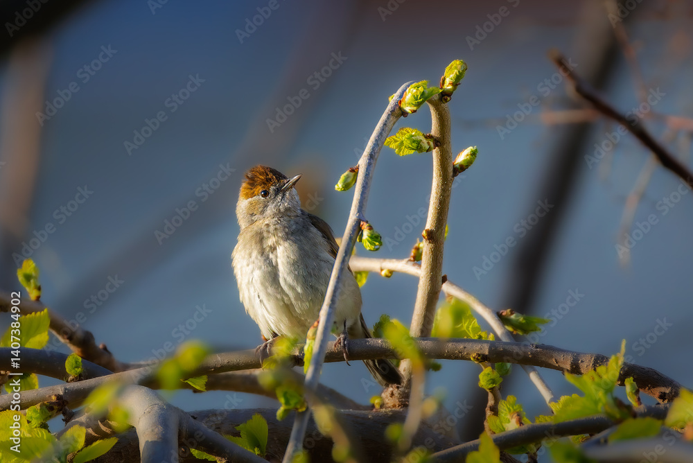 Eurasian Blackcap in the morning light