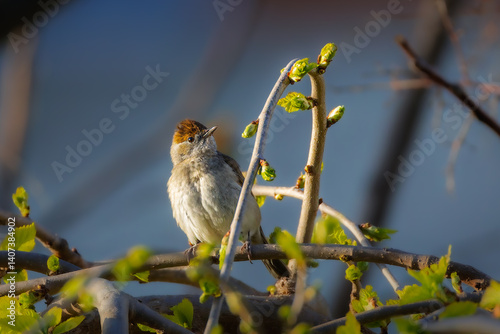 Obraz na płótnie Eurasian Blackcap in the morning light w salonie